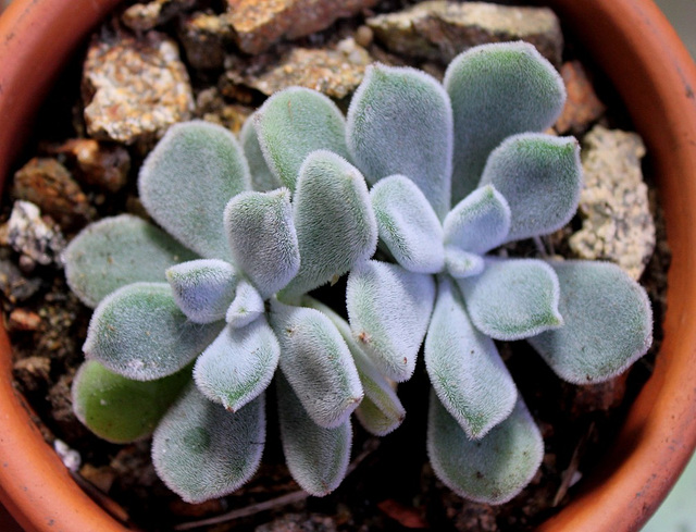 Echeria pulvinata Frosty 2