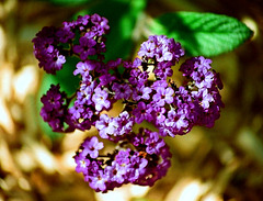 Héliotrope marine- Heliotropum arborescens "marina"