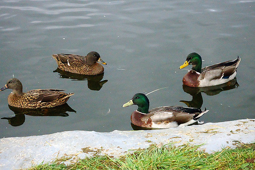 Mrs et Mmes COLVERT
