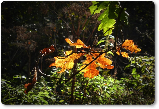 Herbstlicht