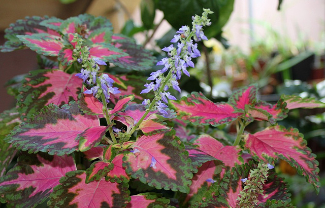 Solenostemon- Coleus "Coral Sunrise"