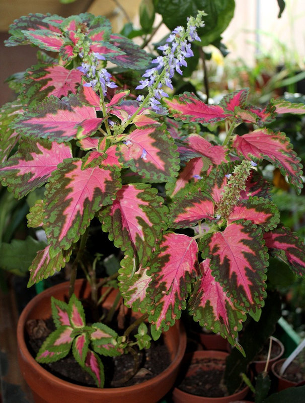 Solenostemon- Coleus "Coral Sunrise"