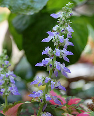 Solenostemon- Coleus "Coral Sunrise"