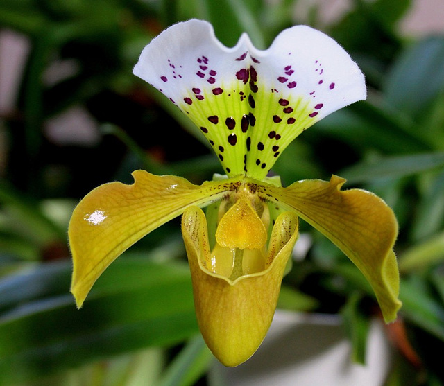 Paphiopedilum