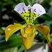 Paphiopedilum