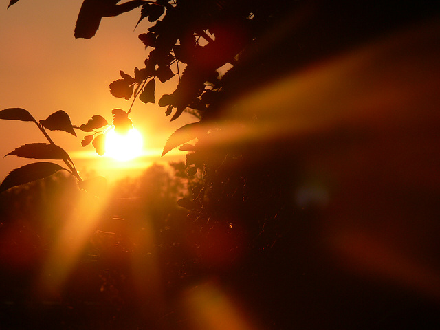 Abend-Sonnenstrahlen