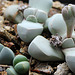 Lapidaria margaretae