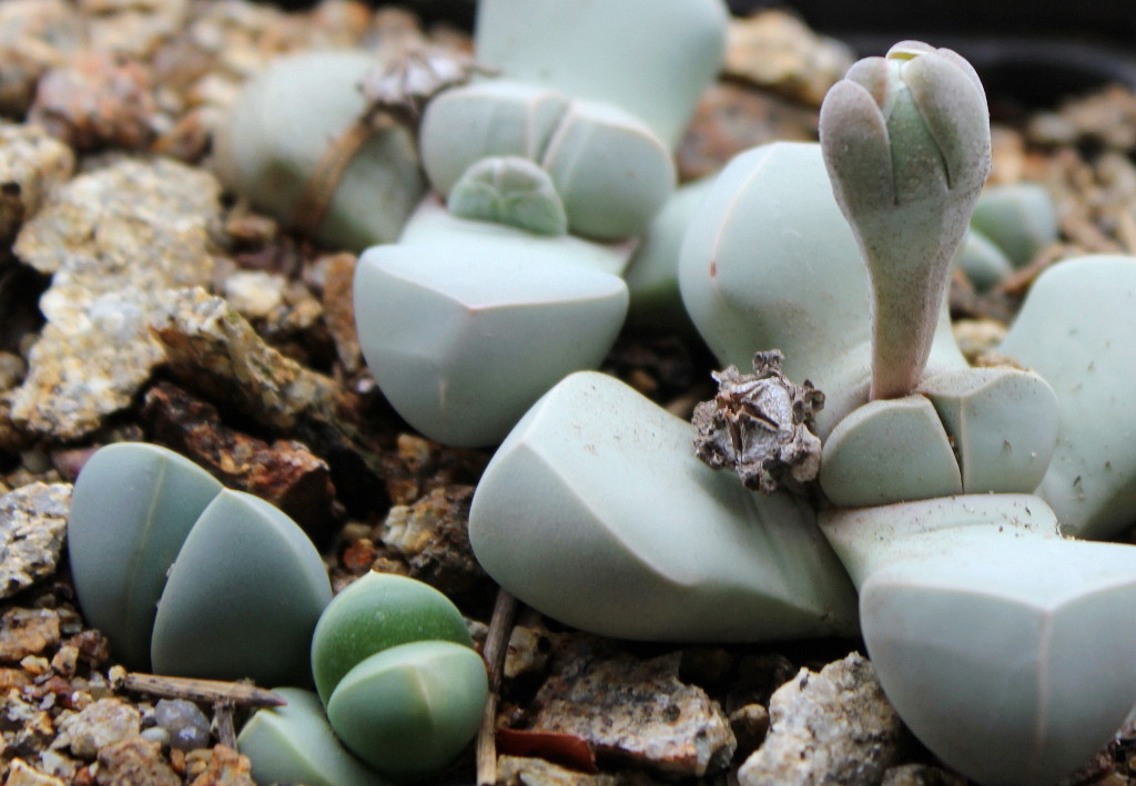 Lapidaria margaretae