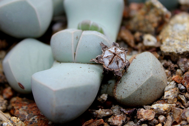 Lapidaria margaretae