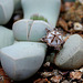 Lapidaria margaretae