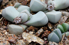 Lapidaria margaretae