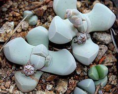 Lapidaria margaretae