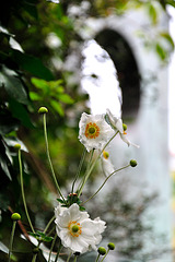 Barbara Hepworth Sculpture Garden - St. Ives 110906