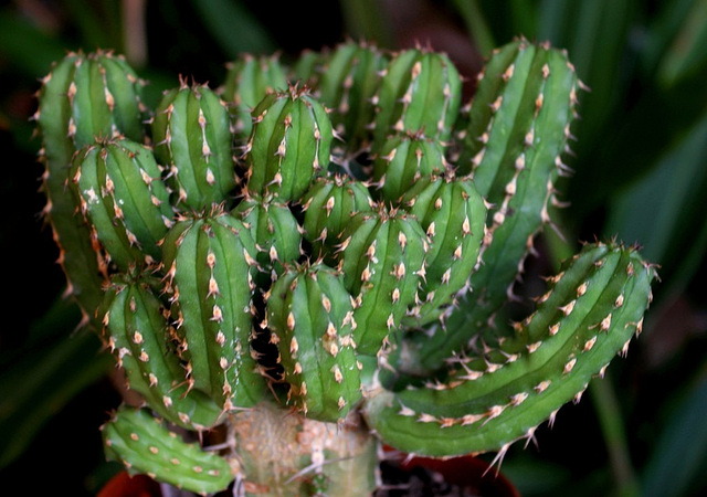 Euphorbia echinus