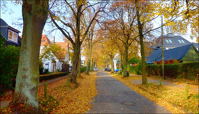 autumn in our street