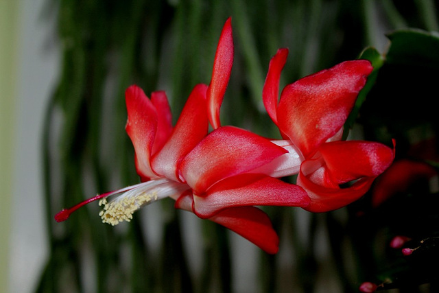Schlumbergera carmin (5)