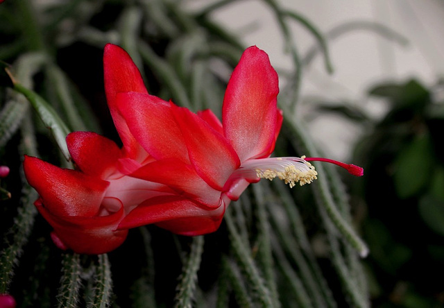 Schlumbergera carmin (4)