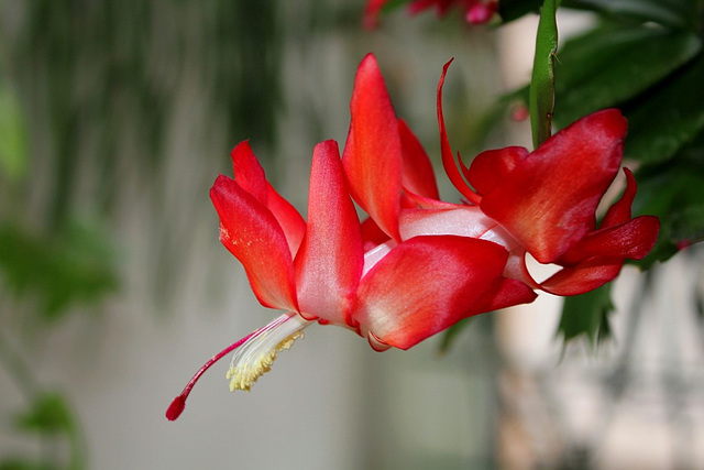 Schlumbergera carmin (3)