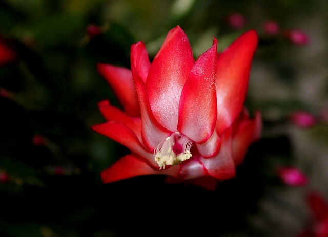 Schlumbergera carmin- tout feu tout flamme