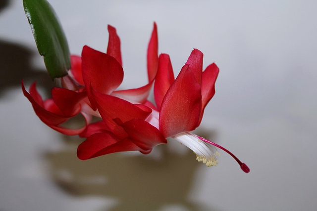 Schlumbergera carmin