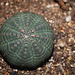 Euphorbia obesa (3)