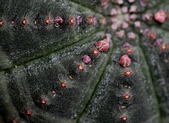 Euphorbia obesa Euphorbia obesa