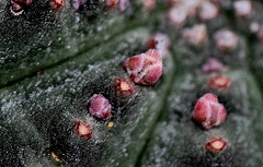 Euphorbia obesa - boutons floraux