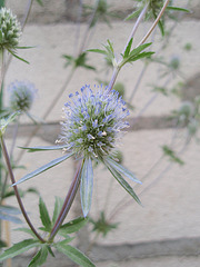 érygium planum P7160138