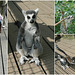 Zoo Dresden - die Katta