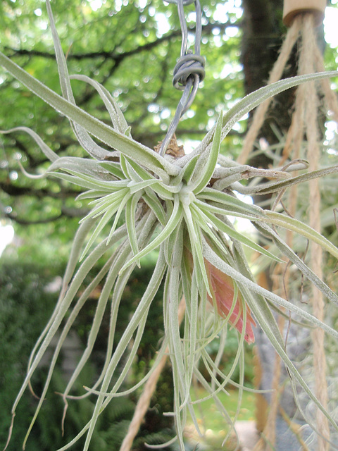 tillandsia oaxacana P9163375