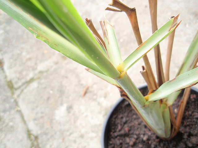 cymbopogon citratus P9183387