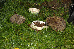 Igel