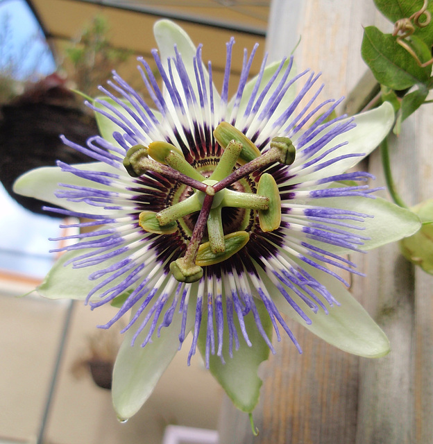 passiflora caerulea P9183390-2