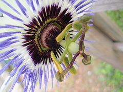 passiflora caerulea P9183392
