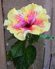 Hibiscus Gerald Derr 3