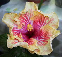 Hibiscus Gerald Derr 4