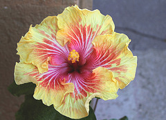 Hibiscus Gerald Derr 2