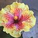 Hibiscus Gerald Derr 2