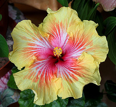 Hibiscus Gerald Derr