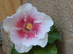 Hibiscus Eye' n The Storm 3