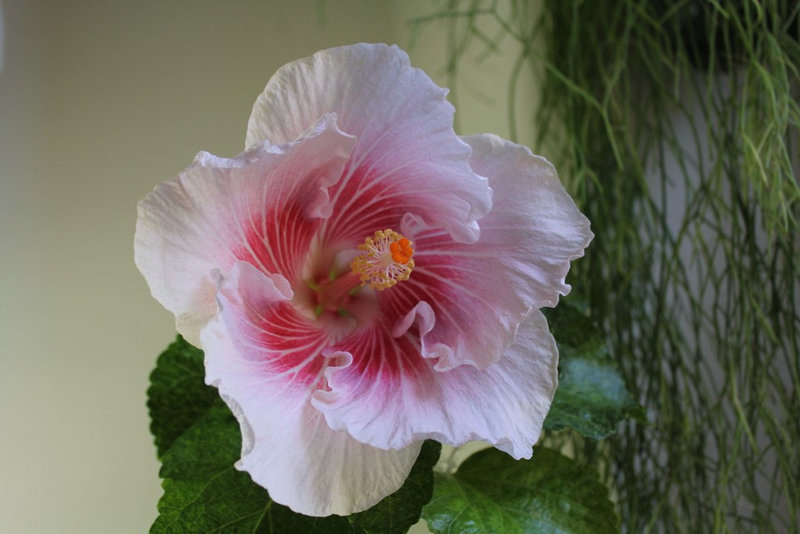 Hibiscus Eye' n The Storm 2