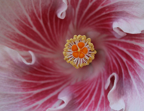 Hibiscus Eye' n The Storm 7