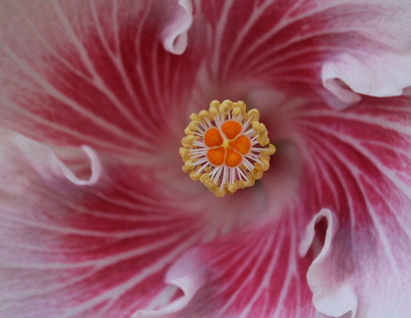 Hibiscus Eye' n The Storm 7