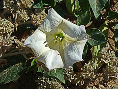 Carrizo Plain National Monument - Datura (0870)