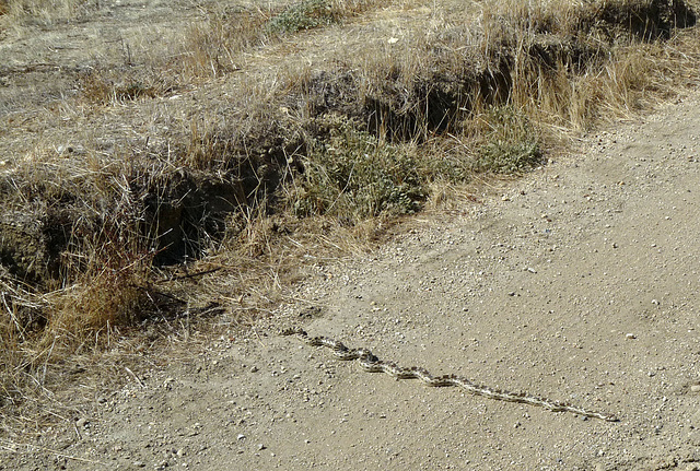 Carrizo Plain National Monument - Snake (0937)