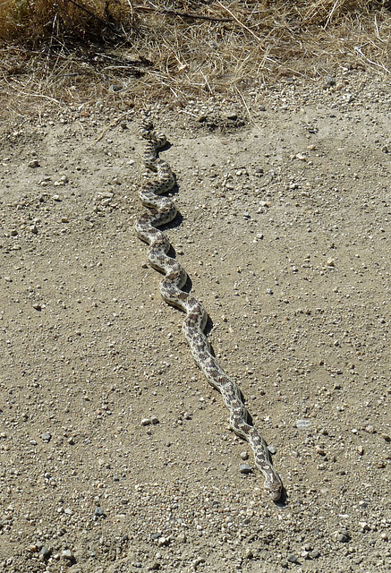 Carrizo Plain National Monument - Snake (0938)