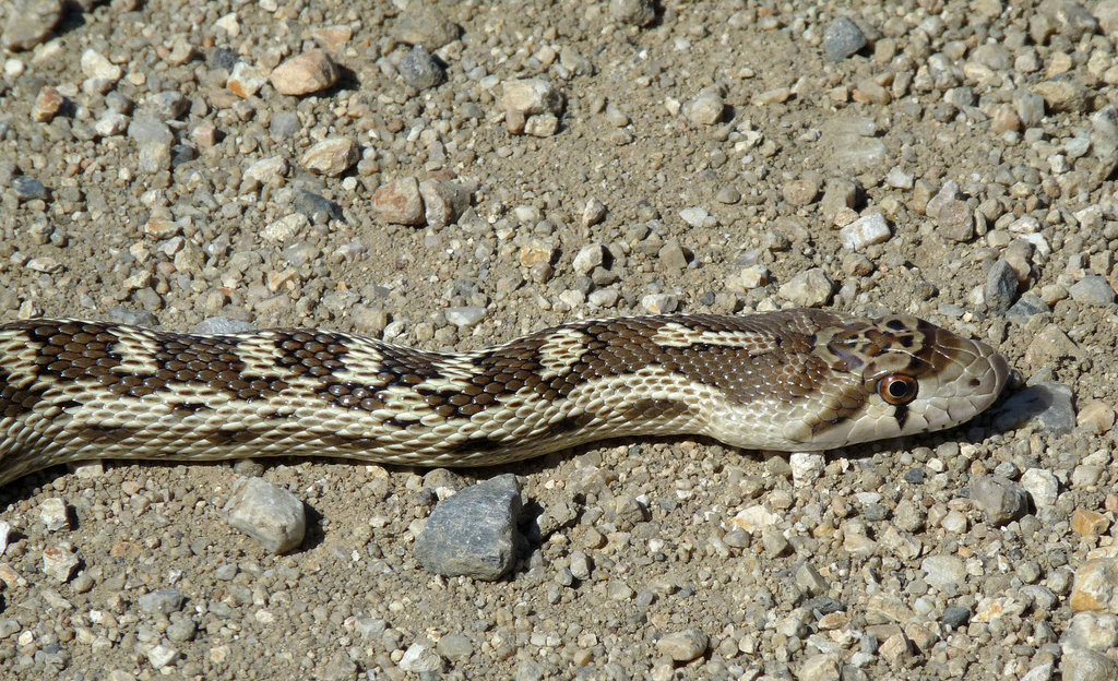 Carrizo Plain National Monument - Snake (0939)