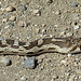 Carrizo Plain National Monument - Snake (0939)