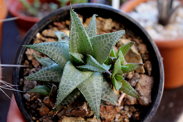 Haworthia tesselata