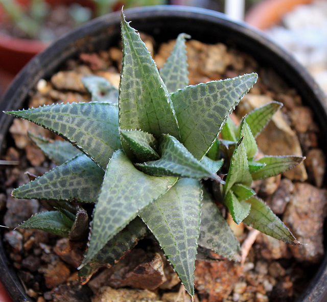 Haworthia tesselata